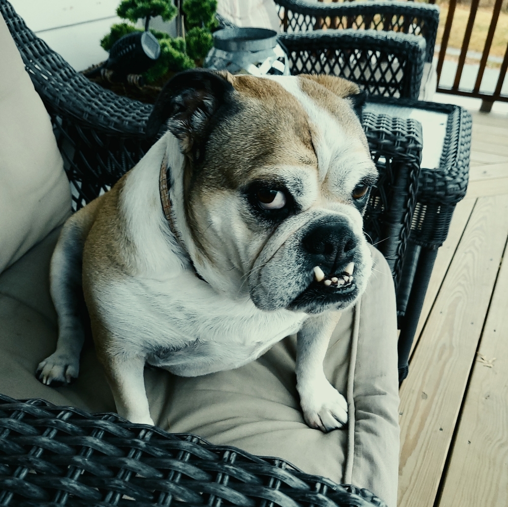 Meet your Posher, Maggie